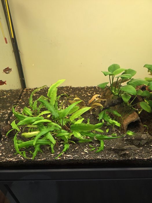 Acvariu complet Aquatlantis 240 litri