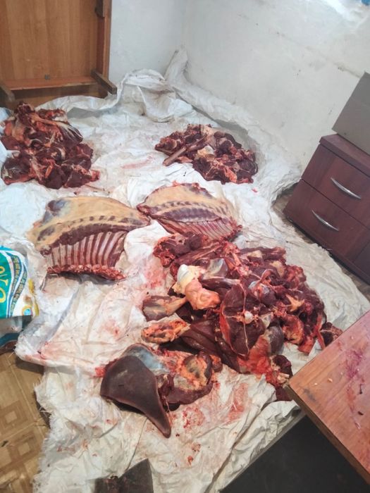 Продается мясо Конина