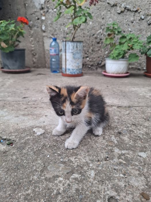 Котета търсят новия си дом