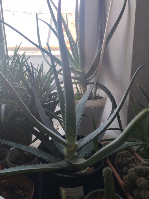 Продам алоэ для лечения