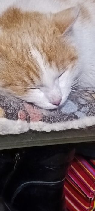 Котик молодой, кастрированный