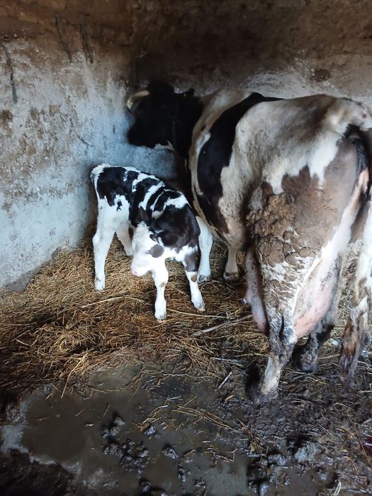 vand vaca la al 6 lea vitel