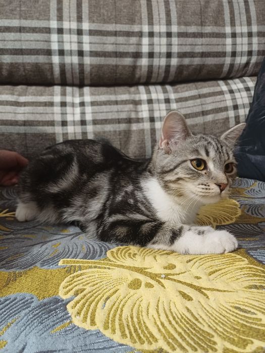 Котёнок девочка в добрые руки