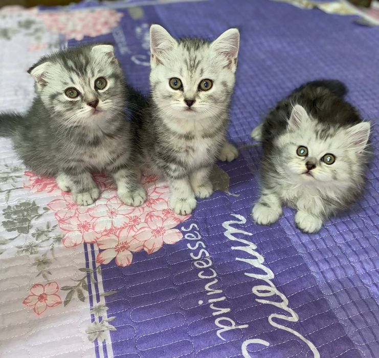 Йцукенгшщзхфывапролд