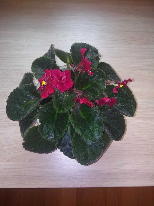 Фиалки комнатные