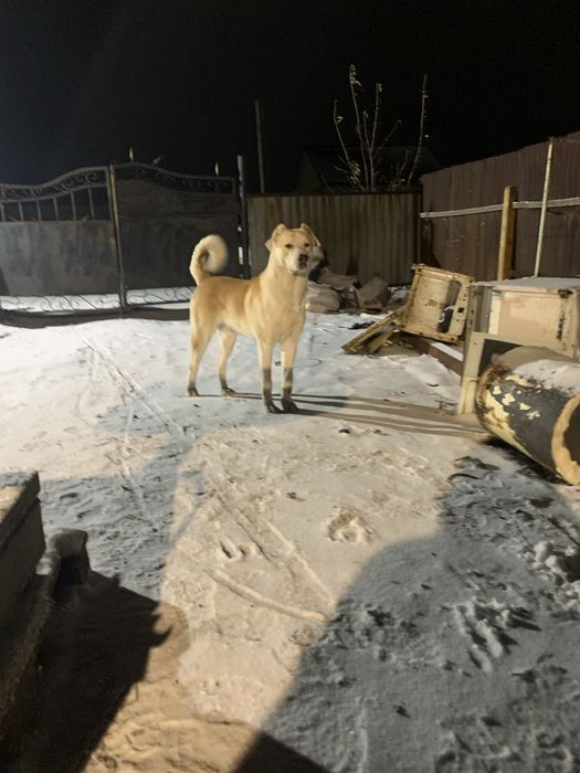 Продам собаку Алабай