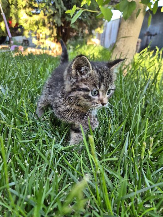 Котёнок,  мальчик