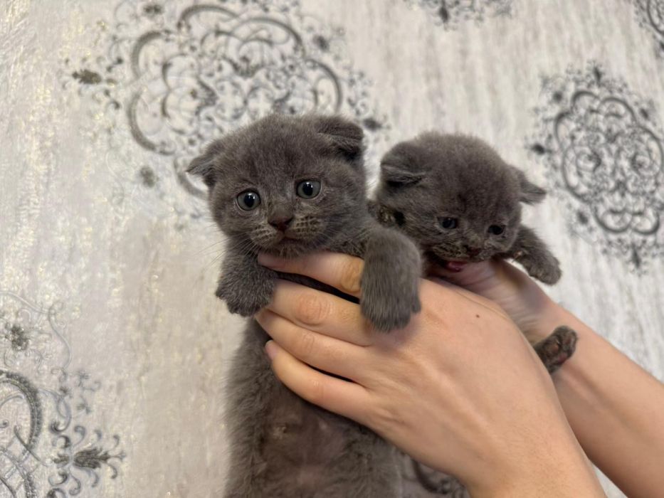 Шотландский вислоухий