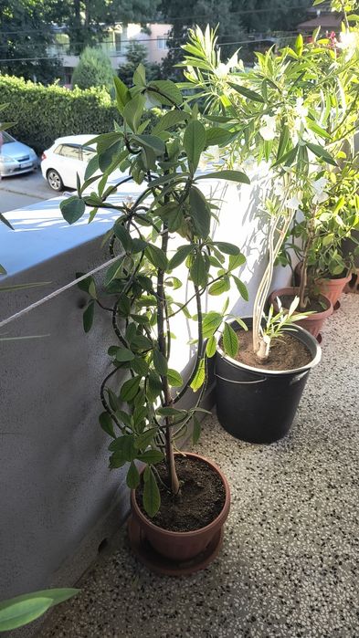 Каучуково дърво със саксия