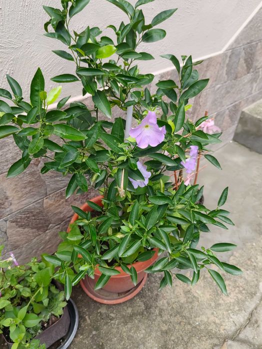 Цветя на половин цена