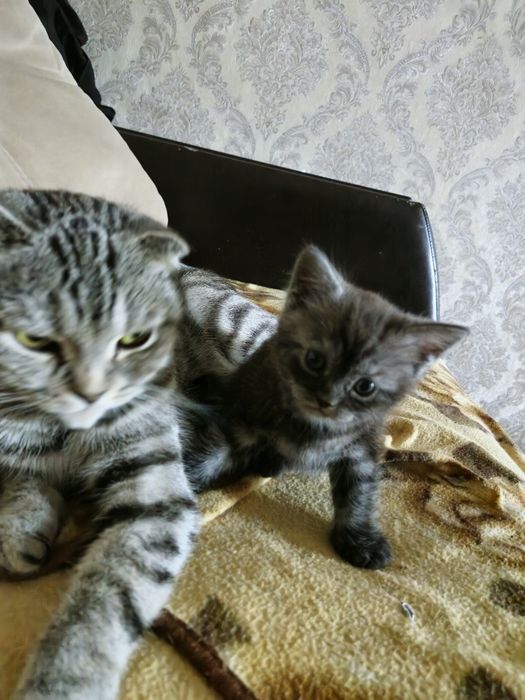 Продам котёнка породистого