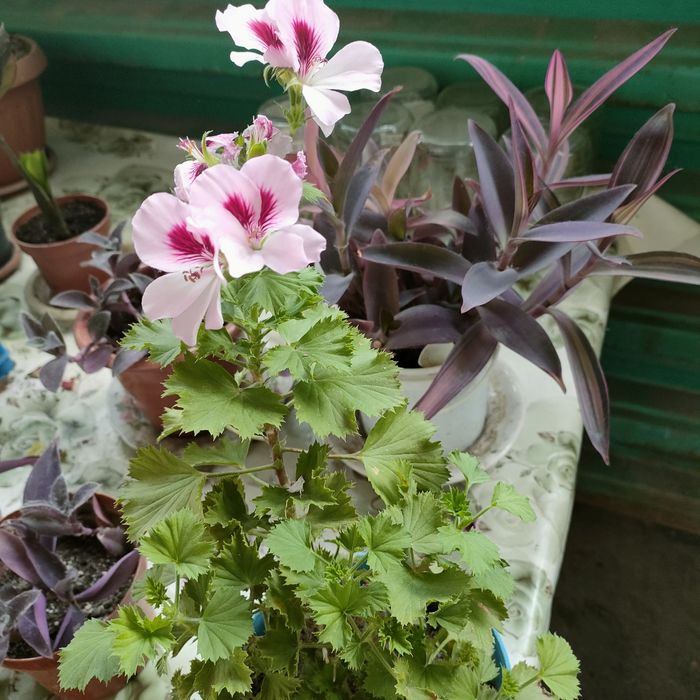 Цветочная Планета комнатные цветы