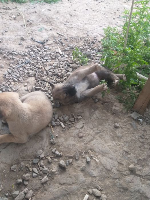 Щенки дворняжки.