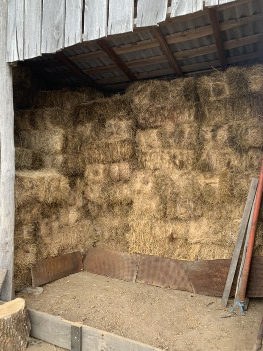 Baloti fan de padure