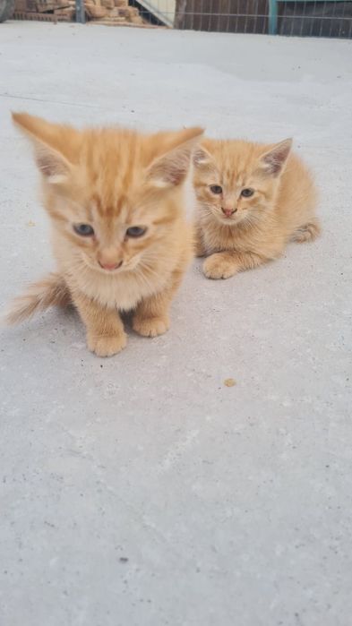 Ищем дом чудесным котятам