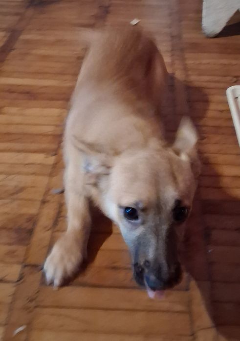 Donez catei mascul si femela