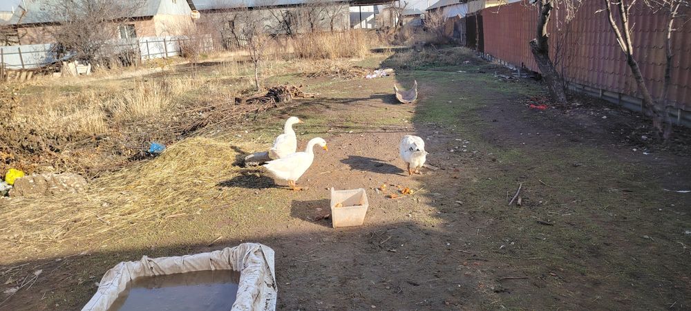 Продаю Гуси линда