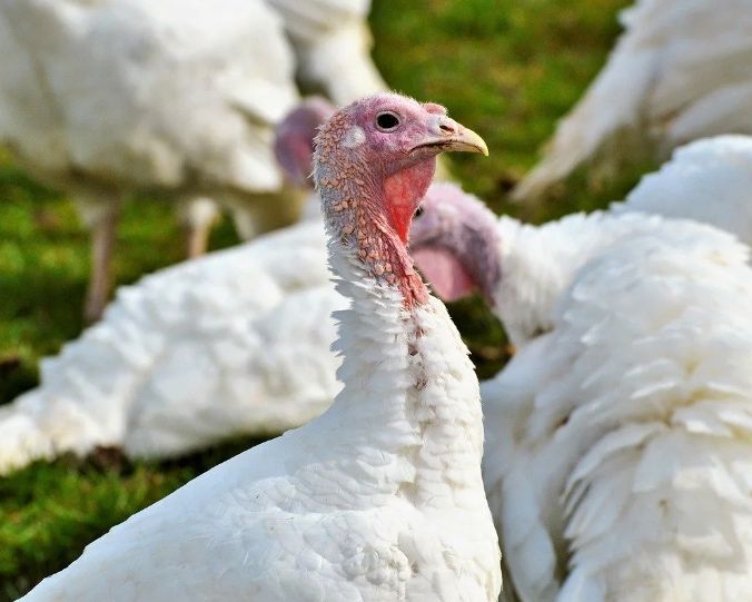 Индюк жас 1 жасар