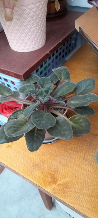 Комнатные цветочки