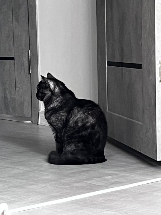 Отдадим в хорошие руки кошка шотландка