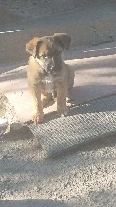 Отдам за шоколадку