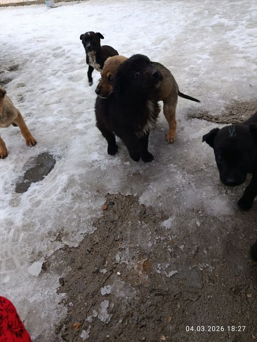 Отдам в хорошие руки