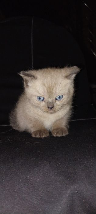 Котенок в добрые руки
