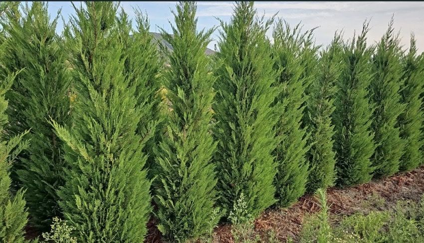 Leylandii de vânzare – ideal pentru gard viu.