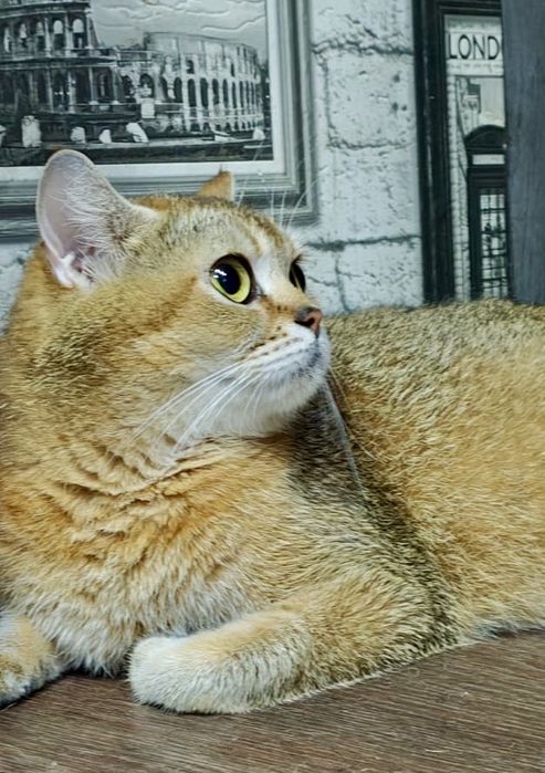 шиншилла серебро золото