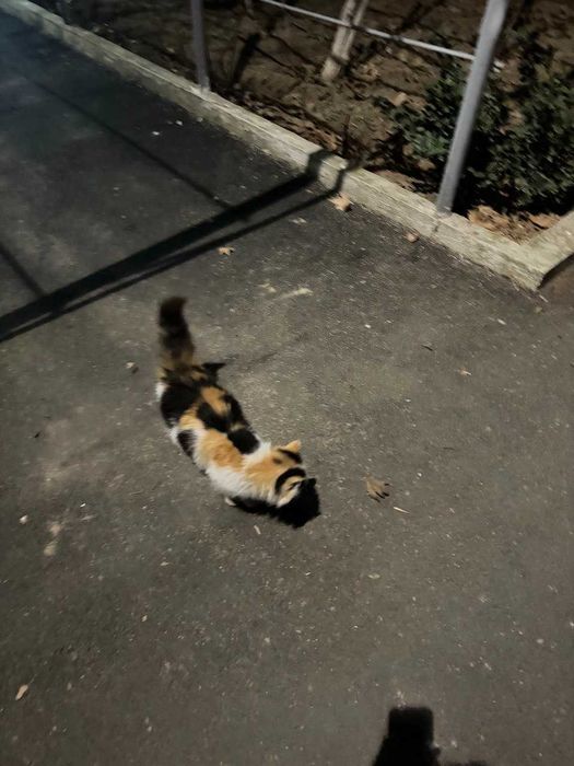 Красивая кошечка хочет домой