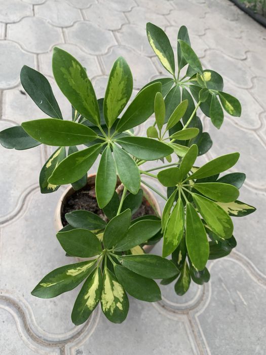 Продам комнатные цветы