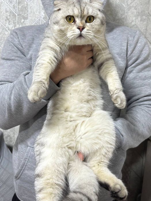 Вяска Скотиш Фолд Серебрести Шиншила