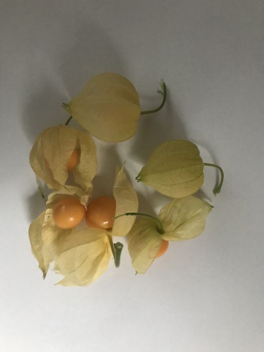 physalis peruviana rasad