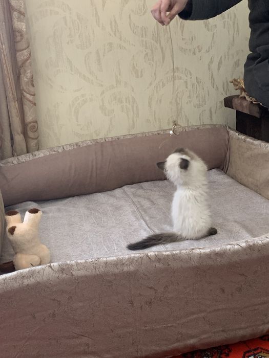 Манеж лежанка для кошек и собак