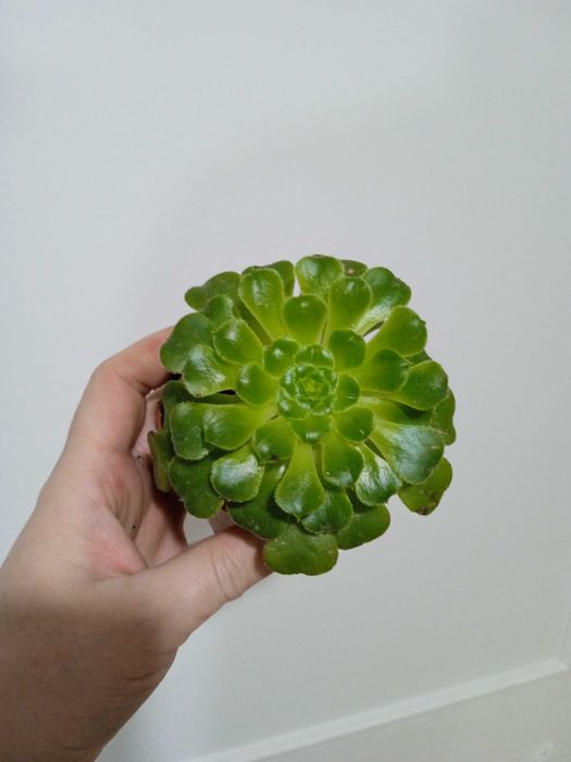 Продам домашние растения