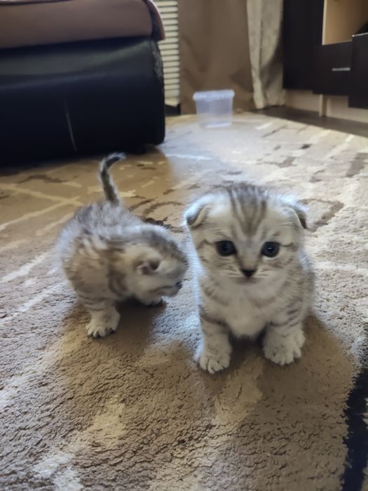 Продаются котята британцы