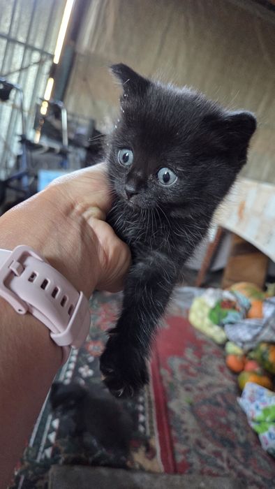 Отдам котят в добрые руки