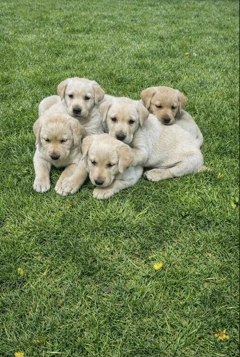 Чистокръвен Лабрадор Ретривър