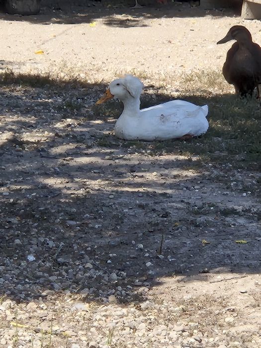 Rate motate si fara mot de vanzare