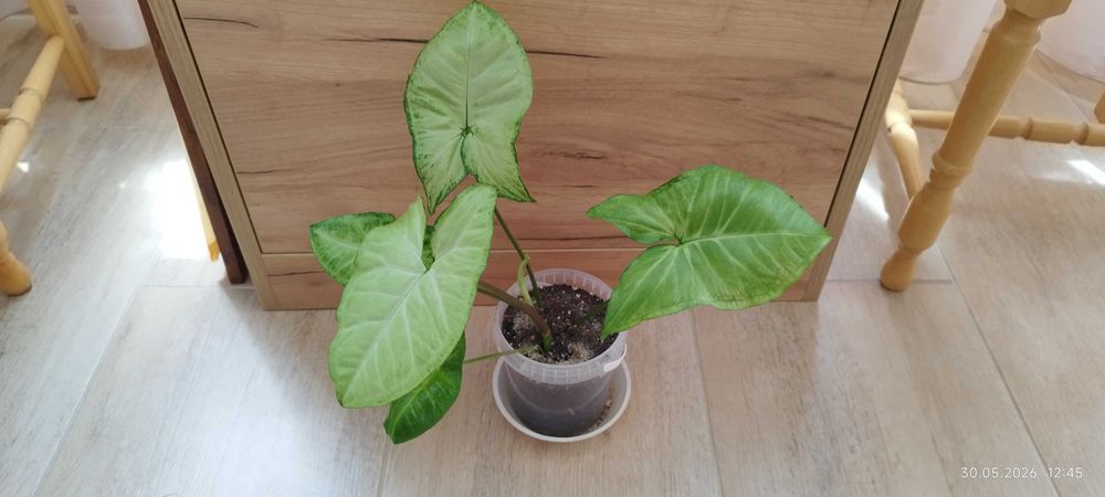Филодендрон (Philodendron) / Сингониум (Syngonium)