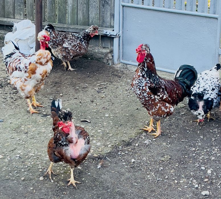 Oua incubat verzi si normale gaini motate golase barboase