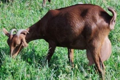 Vindem capre, iezi și iedute de 4 luni.