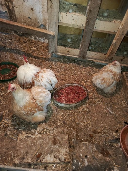 Кохен карлик зотли товук тухумлари сотилади