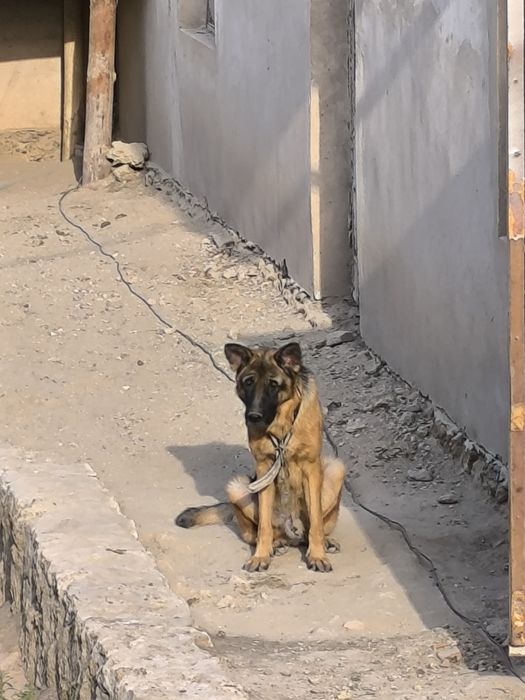 Продаётся Немецкая овчарка