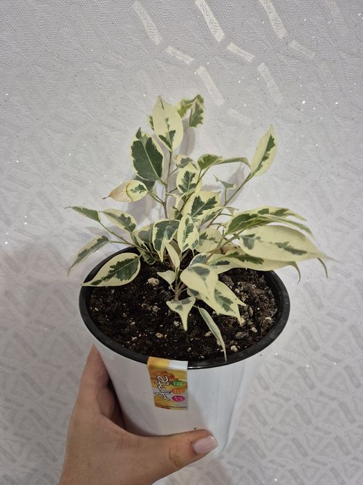 Продам разные сорта фикусов