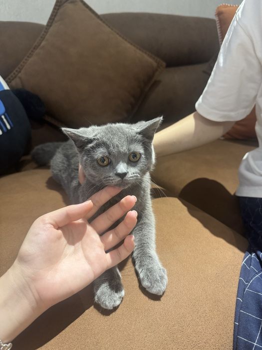 Кот Скотиш страйт