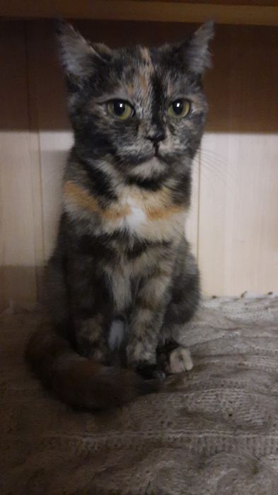 Стерилизованные  КОШЕЧКИ