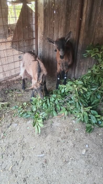 Țap si iada de vânzare amândoi sunt fără coarne din rasa alpin francez