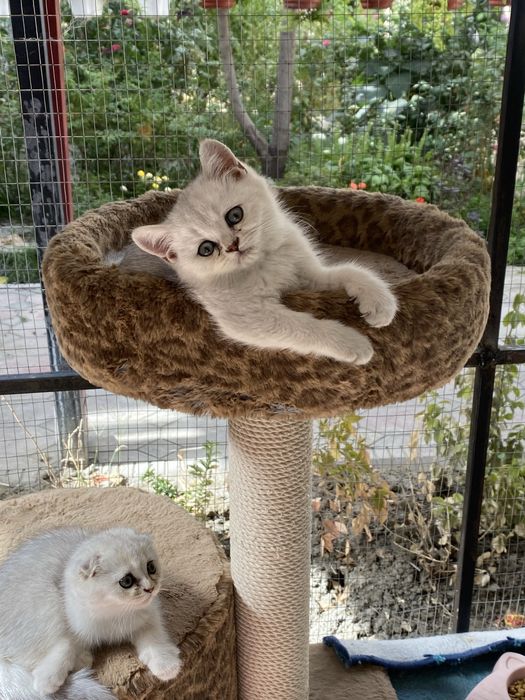 Mushukchalar sotiladi 2 yarim oylik toza paroda shinshila