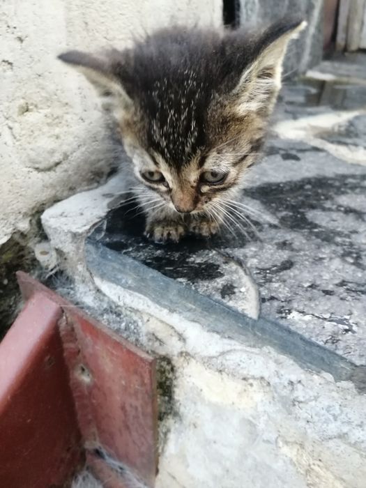 Подарявам Котета